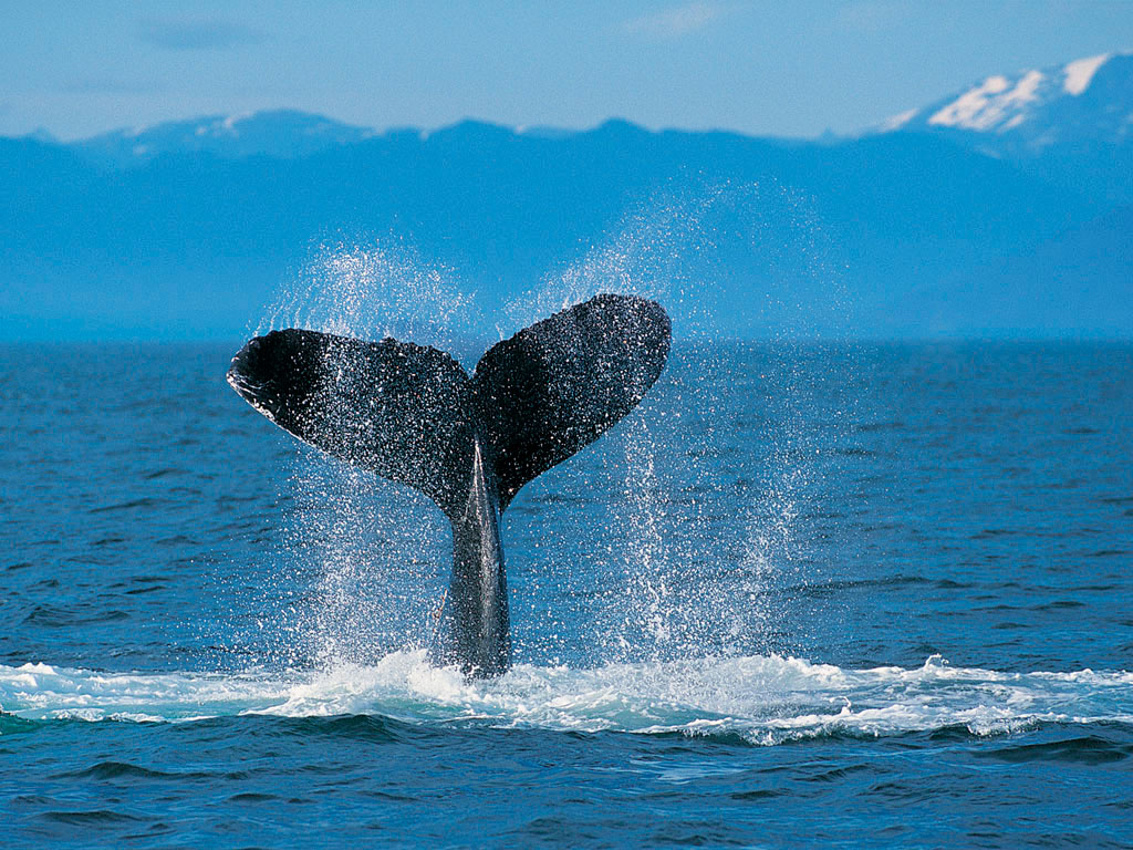 Humpback Whale-4801.jpg